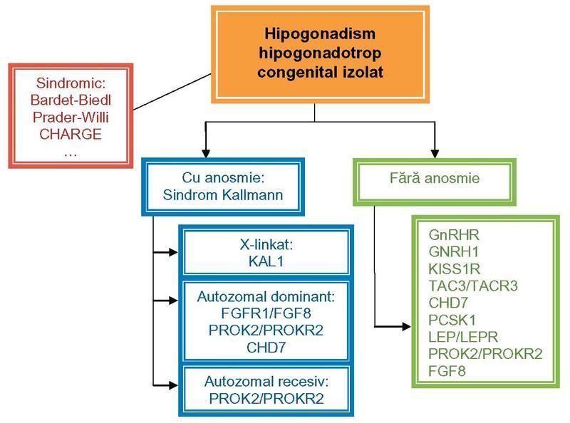 Diagnostic pe scurt: investigații, interpretare și rolul specialistului