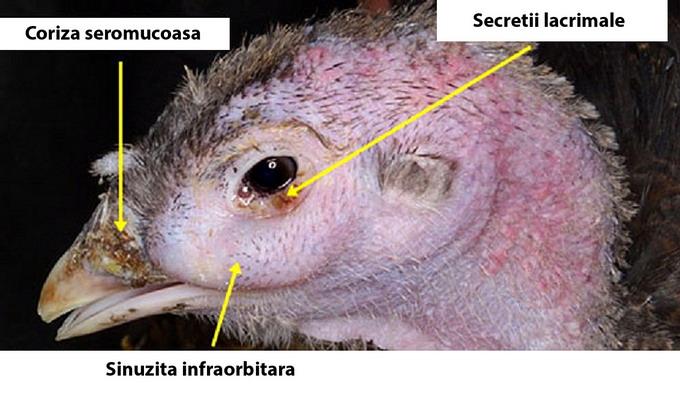 Simptome frecvente ale corizei cronice