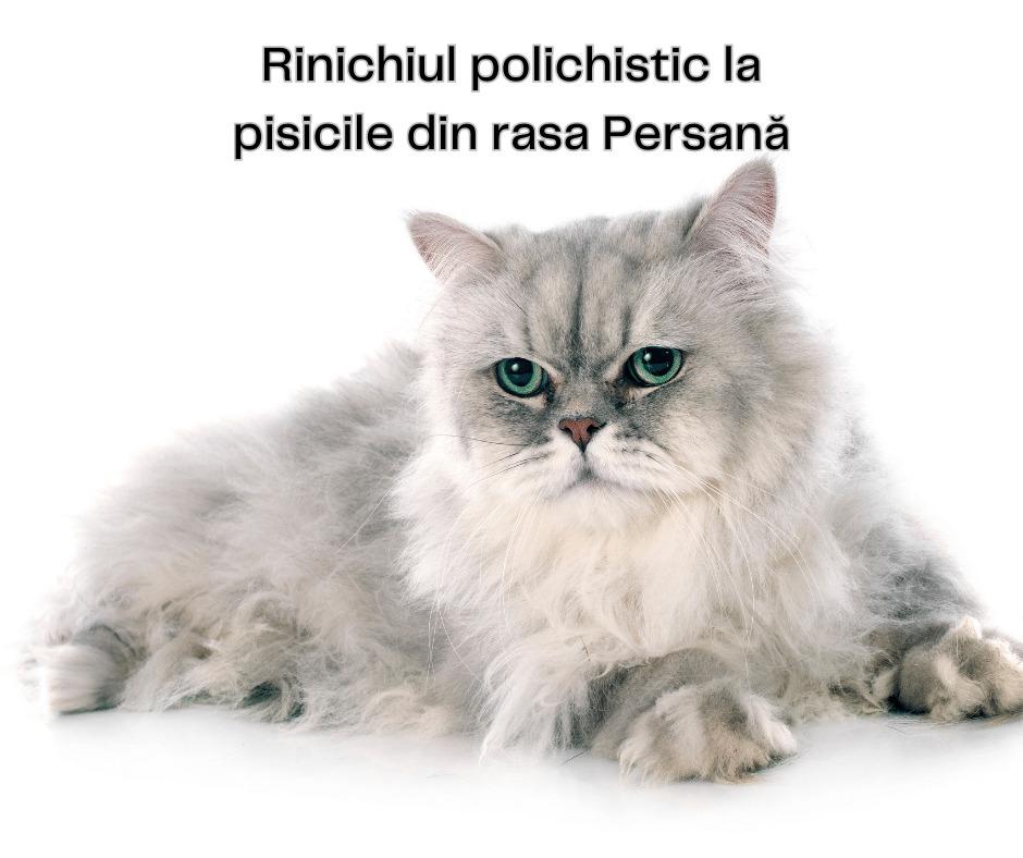 Ce este hipercreatinemia