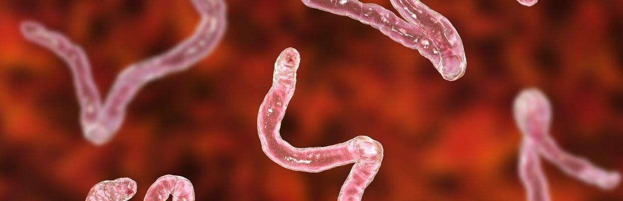 Ce este parazitoza intestinală