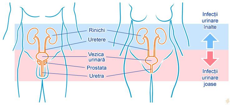 Stil de viață și prevenție