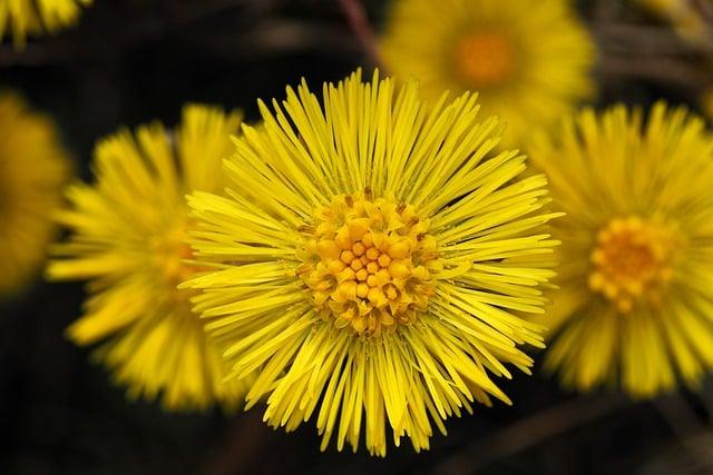 Plante medicinale recomandate și extracte cu proprietăți antiinflamatoare