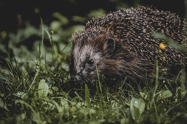 Cauze și factori favorizanți