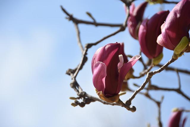 Simptome frecvente și semne care pot apărea