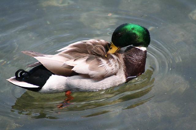 Adoptarea unei alimentații blânde și hidratare constantă în rutină