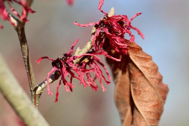 prin plante medicinale