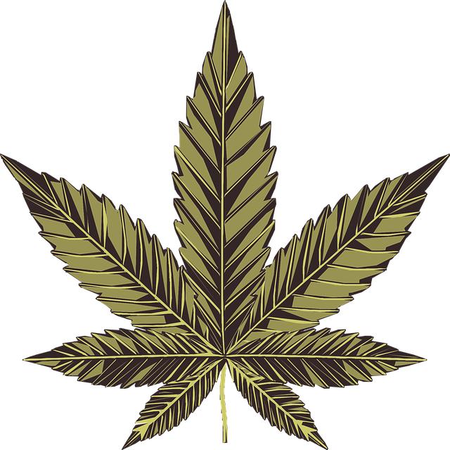 Rutină practică zilnică pentru ameliorare folosind plante medicinale