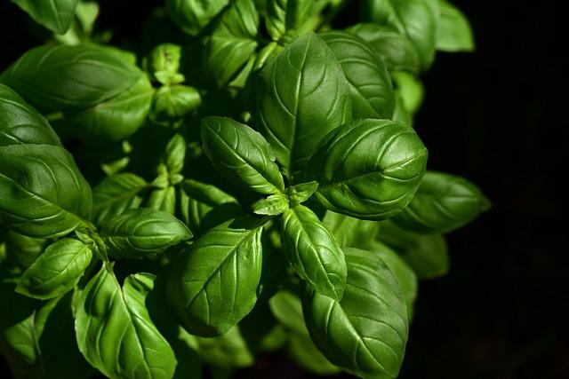 Plante medicinale și extracte pot susține 