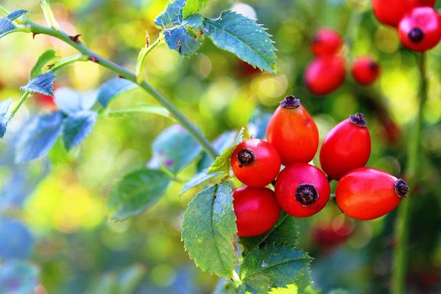 Plante medicinale și extracte în Remedii naturale pentru leucoree echilibrante