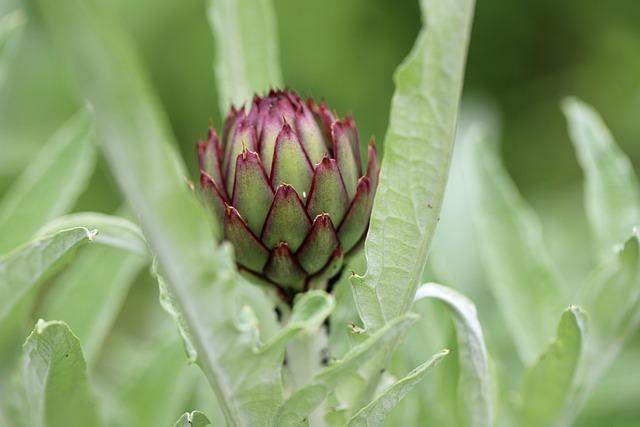 cu plante medicinale eficiente