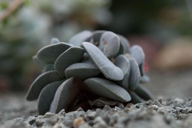 Plante medicinale folosite blând pentru calmarea mucoasei gastrice