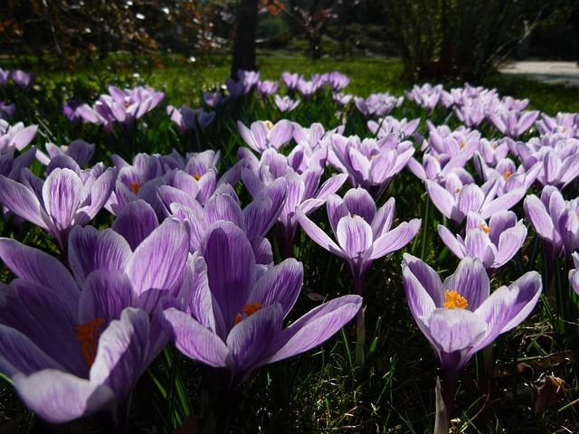 Plante medicinale și extracte sigure integrate în rutină zilnică