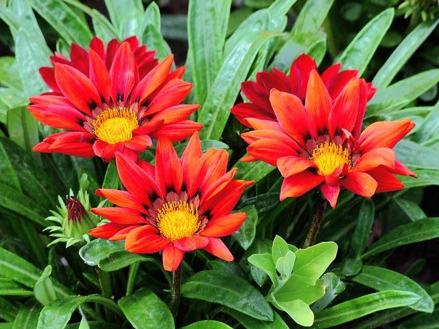 Plante medicinale adaptate și extracte sigure pentru calmarea tusei